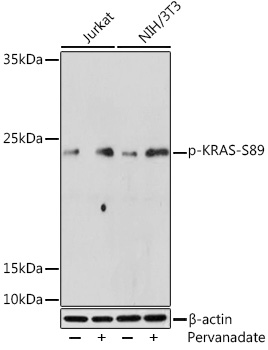 KRAS (Phospho-S89) antibody