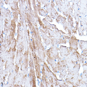 PDK4 antibody