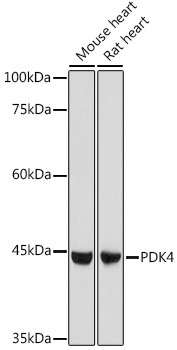 PDK4 antibody