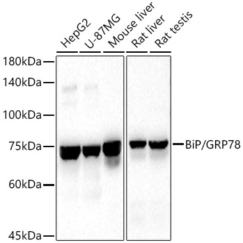 BiP/GRP78 antibody