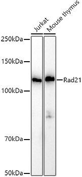 Rad21 antibody