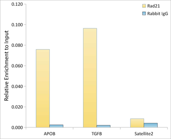 Rad21 antibody