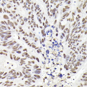 Rad21 antibody