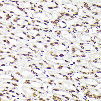 Rad21 antibody