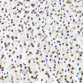 Rad21 antibody