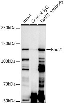 Rad21 antibody