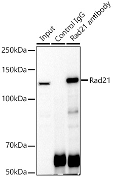 Rad21 antibody