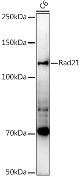 Rad21 antibody