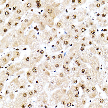 NPM1 antibody