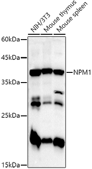 NPM1 antibody