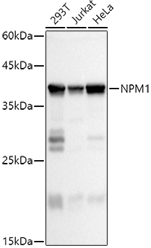 NPM1 antibody