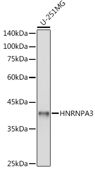 HNRNPA3 antibody