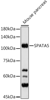 SPATA5 antibody