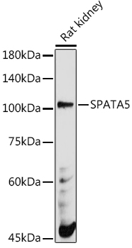 SPATA5 antibody