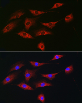 eIF4A1 antibody