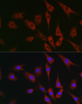 eIF4A1 antibody