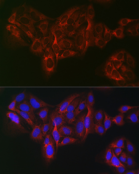 eIF4A1 antibody