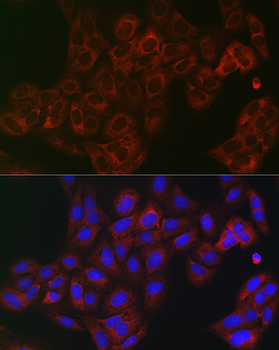 eIF4A1 antibody