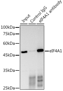 eIF4A1 antibody