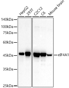 eIF4A1 antibody