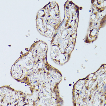 Slc39a11 antibody