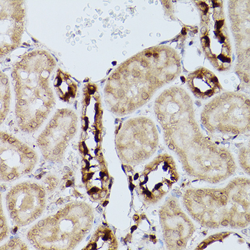 Slc39a11 antibody