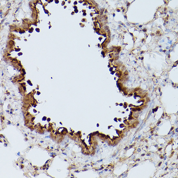 Slc39a11 antibody