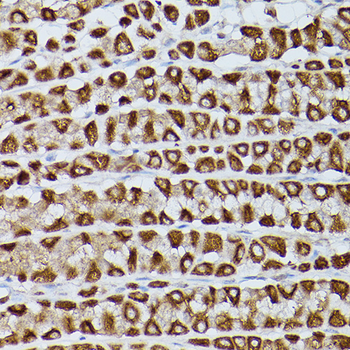 Slc39a11 antibody