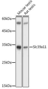 Slc39a11 antibody