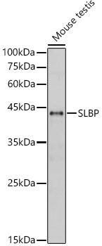 SLBP antibody