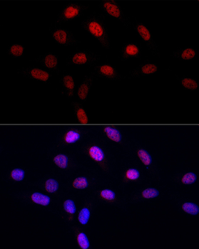 LEO1 antibody