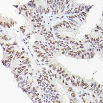 LEO1 antibody