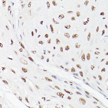 LEO1 antibody