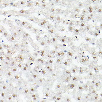 LEO1 antibody