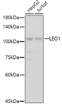 LEO1 antibody