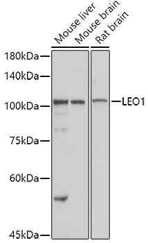 LEO1 antibody