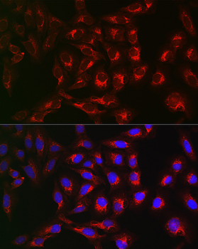 RMDN3 antibody