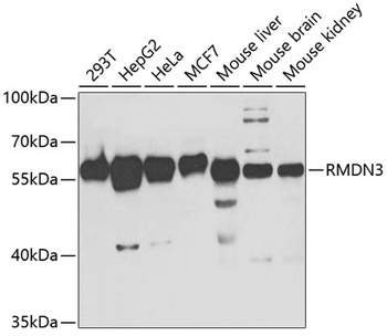 RMDN3 antibody