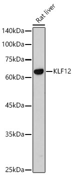 KLF12 antibody