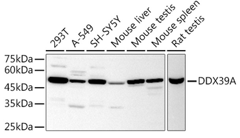 DDX39A antibody