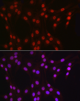 DDX39A antibody