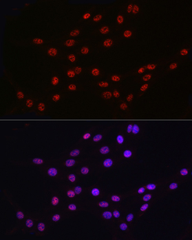 DDX39A antibody