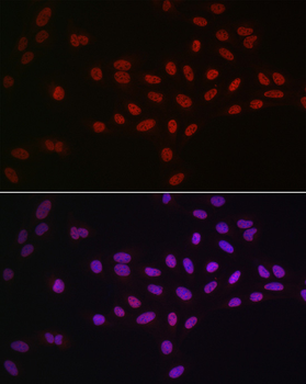 DDX39A antibody