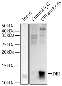 DBI antibody