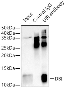 DBI antibody