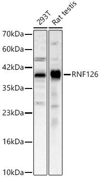 RNF126 antibody