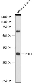 PHF11 antibody