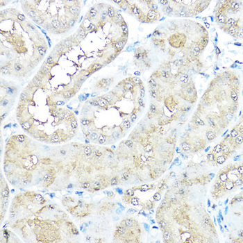 VCP antibody