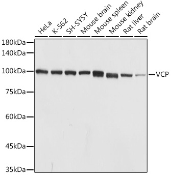 VCP antibody