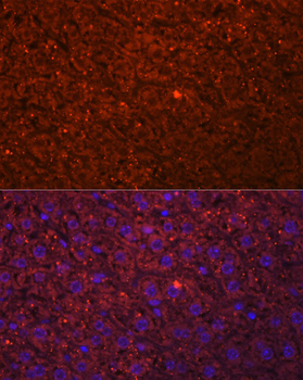 HSD17B13 antibody